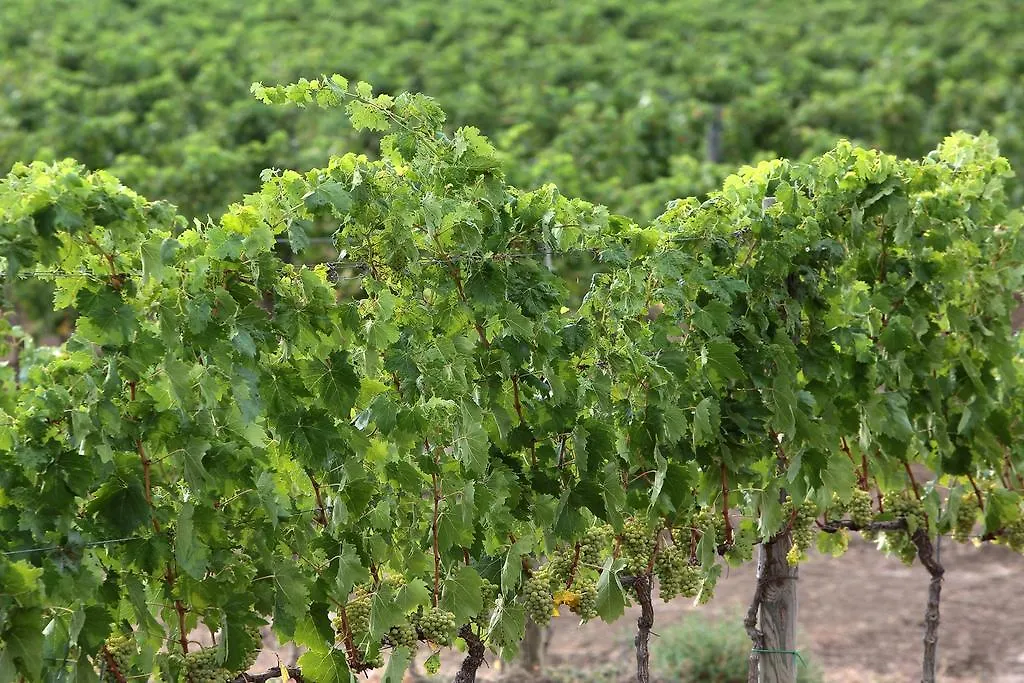 Azienda Agricola A Bonacchi Montalcino Italy